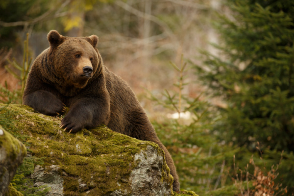 Effarouchement des ours bruns dans les Pyrénées : quelles règles ?