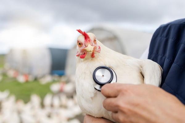 Grippe aviaire : un trou dans la trésorerie ?