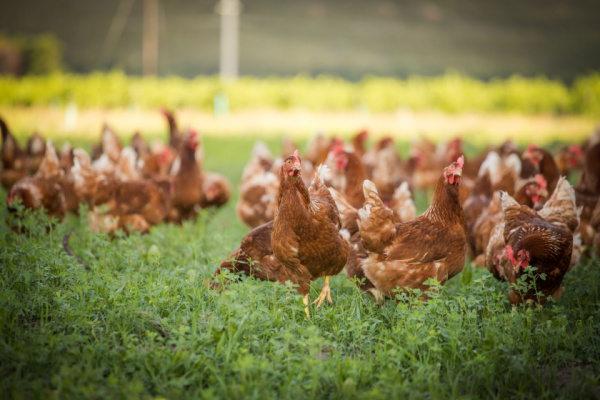 Grippe aviaire : un niveau négligeable ?