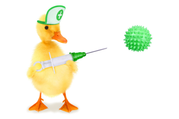 Grippe aviaire : la campagne de vaccination des canards est lancée !