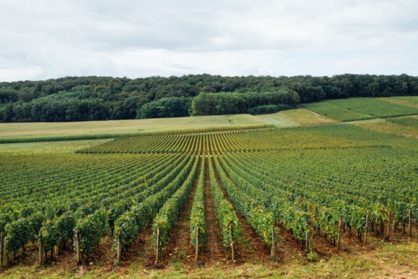 Valeur vénale des vignes en 2024