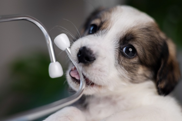 Indice de la production dans les activités vétérinaires – 2026