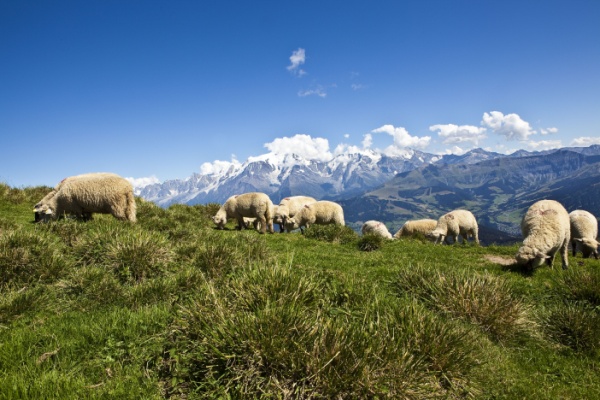 Aides contre la prédation : un calendrier à ne pas manquer